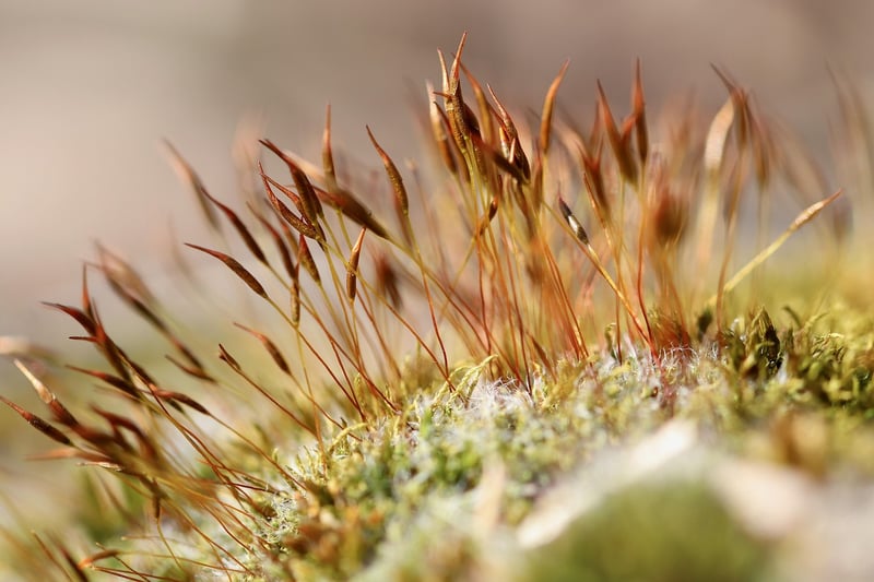 Mossy Charm