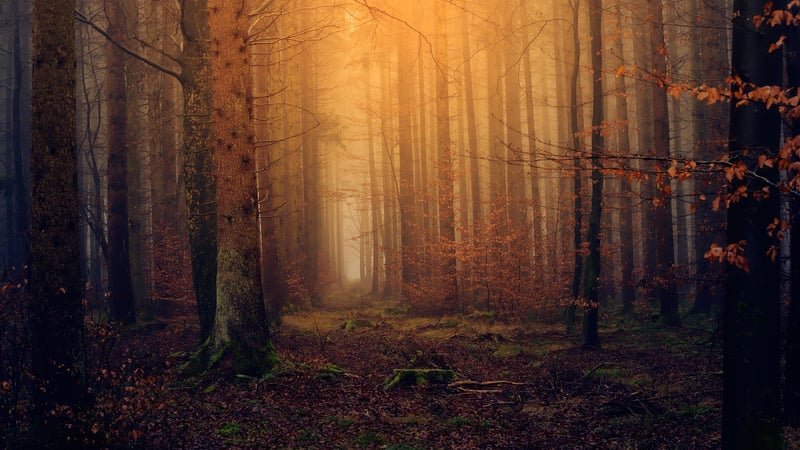 Mystic Woodland