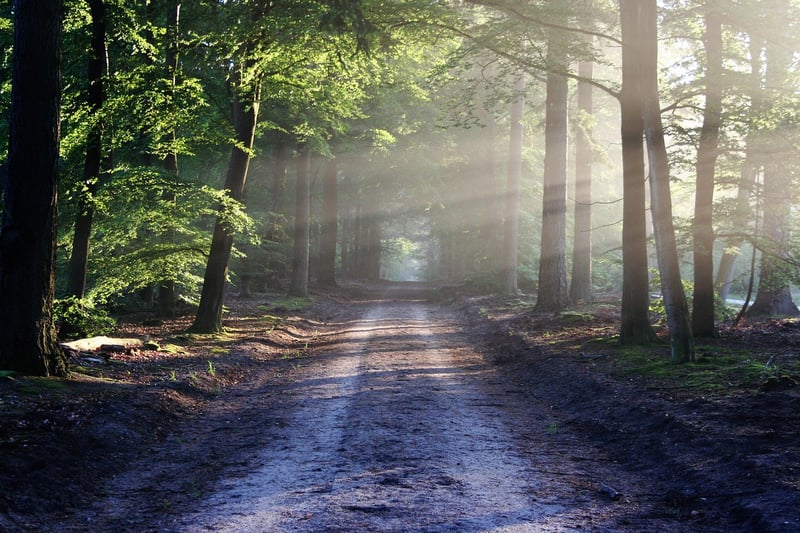 Mystic Woodland