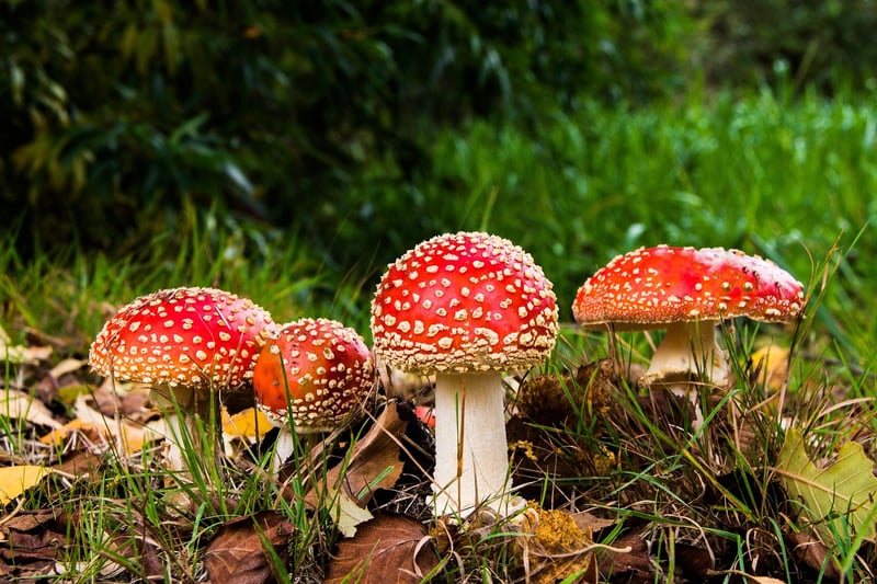 Forest Mushrooms