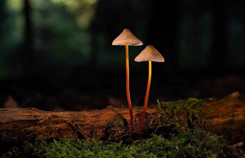 Forest Moss