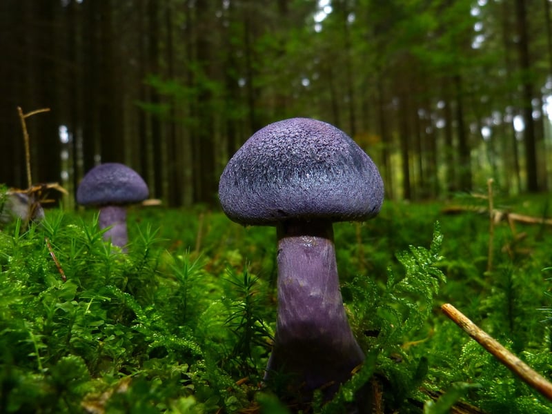 Wild Mushrooms